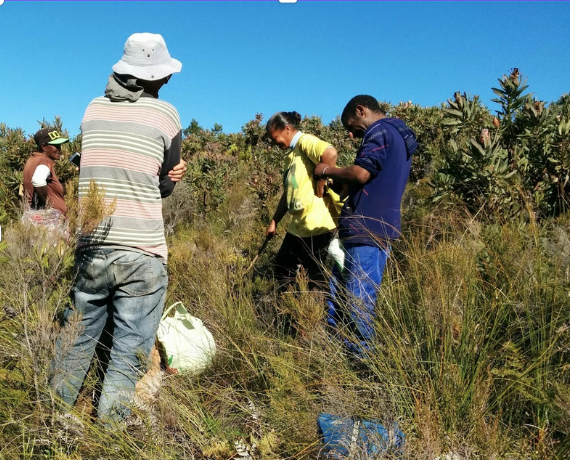 Students foraging in field