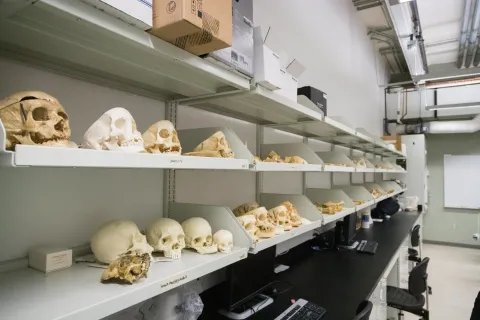 Skeletal specimens lined up