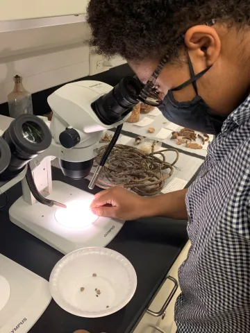 Student using a microscope to observe something 